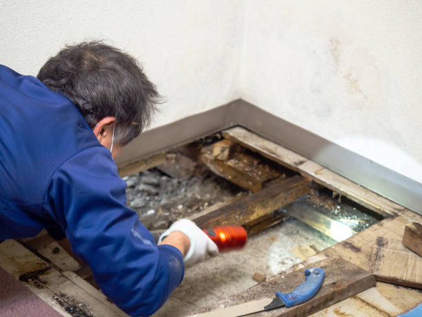 Best Water Damage Restoration  in Dumbarton, VA
