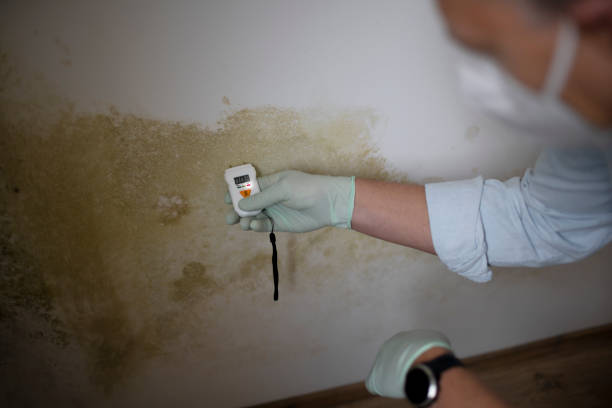 Best Affordable Mold Removal  in Dumbarton, VA