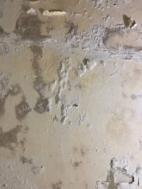 Best Commercial Mold Removal  in Dumbarton, VA