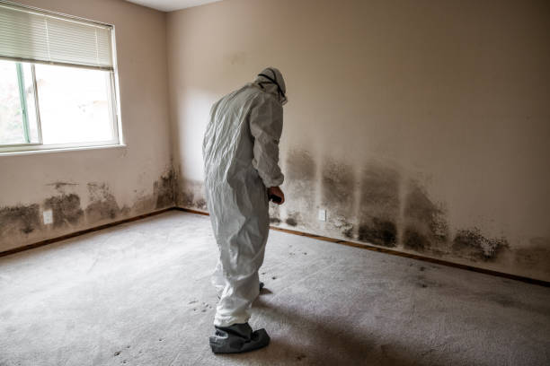 Best Local Mold Removal Service  in Dumbarton, VA