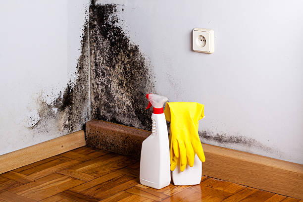 Best Mold Remediation  in Dumbarton, VA