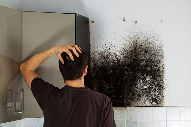 Best Mold Removal Company Near Me  in Dumbarton, VA