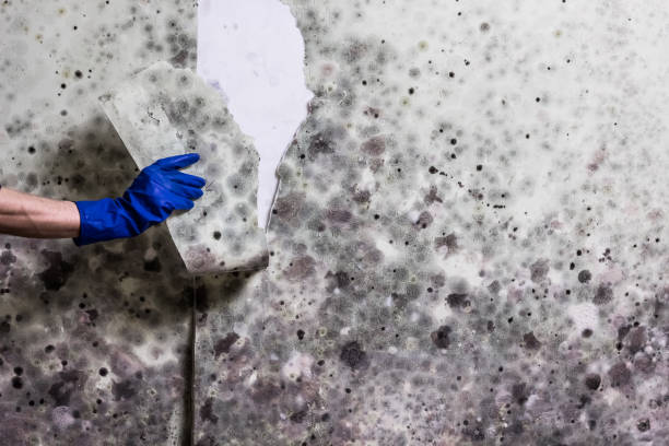 Best Mold Remediation  in Dumbarton, VA